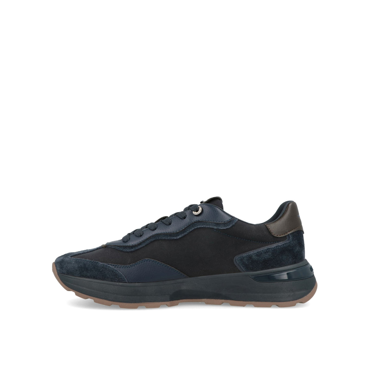 Levante Swallow-thumbmail-5